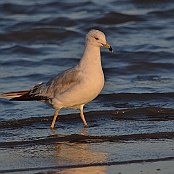 Ring-billed Gull, Bolivar Pennisula, Texas
